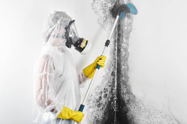 Best Indoor Air Quality Assessment  in Mount Morris, IL