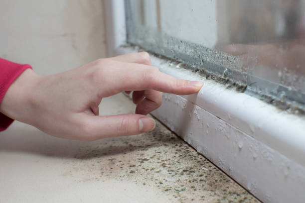 Best Asbestos and Lead Testing During Mold Inspection  in Mount Morris, IL